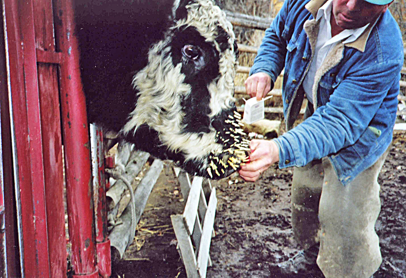 Removing Porcupine Quills From Cattle Countryside